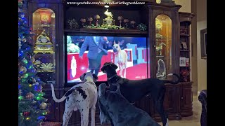 Funny Great Danes Only Want To Watch Great Dane At AKC National Dog Show