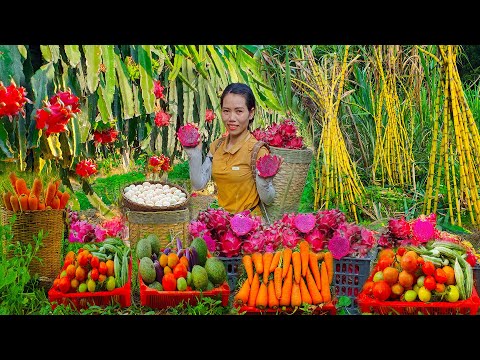 FULL VIDEO : 138 DAYS Harvesting Dragon Fruit And Assorted Fruits On High Goes to the market sell