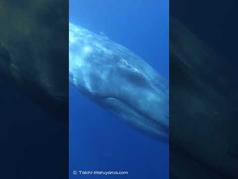 🐋シロナガスクジラの瞳（秋のシロナガスクエストも間近です！）