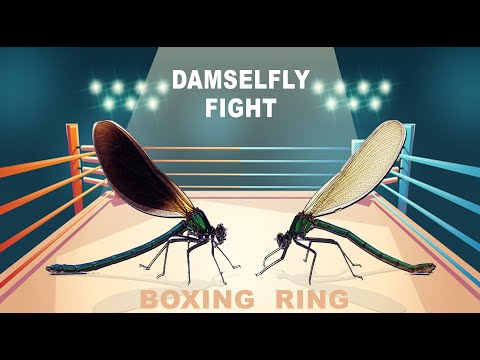 Damselfly Fight in Real Life | Dragonfly Fight | Damselfly War | Dragonflyies Fight | Fly Fight True