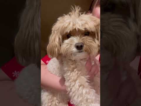 Before and after bath #cutepoodle #adorabledog #poodlelife #weekendvibes #happydog #maltipoo