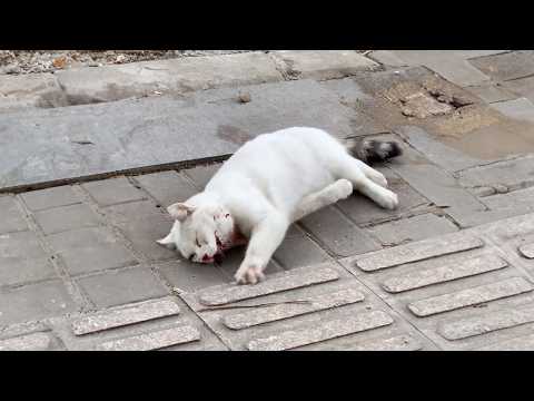 A stray cat hit by a car writhed in pain by the roadside, trying to crawl forward but too weak.😭