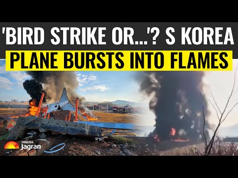 South Korea Plane Crash | Bird Strike Or Human Error? What Led To Fatal Accident | World News