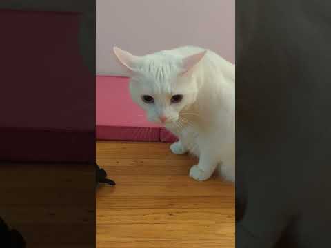 Slightly Anxious White Cat