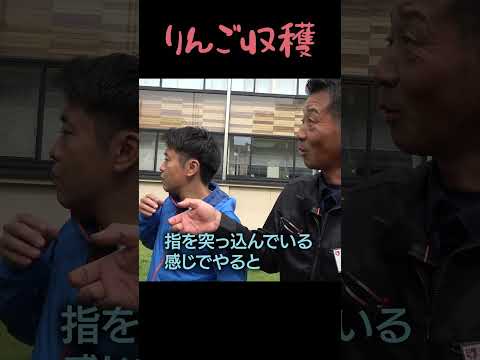 【りんご娘参戦！】1分間でどれだけりんごをもげるか？ #shorts #りんご娘 #青森県知事 #宮下宗一郎