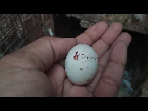 10 Pigeons chicks born same day | Live birth from egg | Pet Pigeon