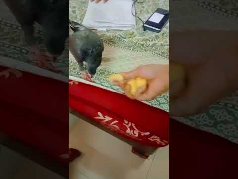 chhunchhun or chulbul ki masti #trending #youtubeshorts #birds #viralvideo #babybird #birdscomedy