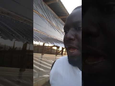 Organic Broiler production in 9ja during covid-19 shutdown