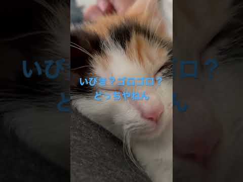 【子猫】ミーちゃん　番外編　いびきゴロゴロ？