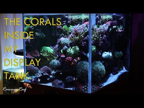 coral reef tank