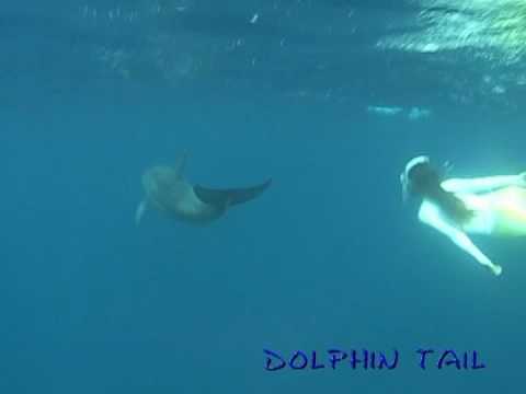 御蔵島イルカ　081022 No.9　mikura Is.　dolphin