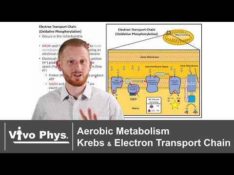 Aerobic Metabolism - Krebs Cycle and Electron Transport Chain