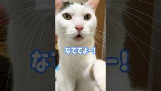 撫でてよー！としゃべる猫 #shorts