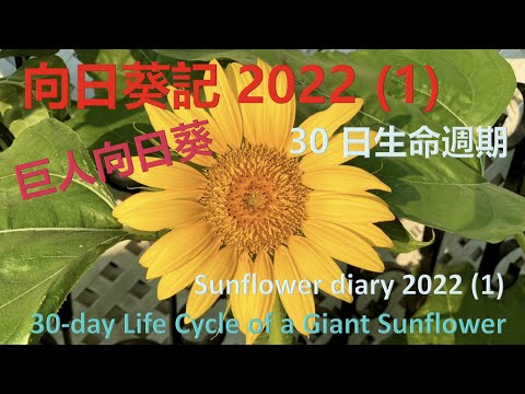 巨人向日葵 🌻  30 天生命週期  – A Giant Sunflower’s 30-day life cycle  {種花篇 Gardening}