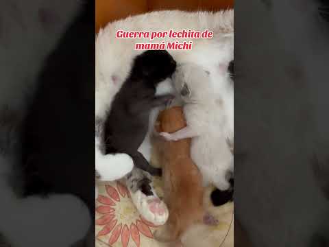 Gatitos peleando por lechita de mamá Michi