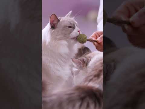 Unleash the Purr-fect Playdate: Catnip & Silver Vine Magic!