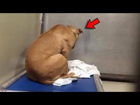 Shelter Dog Is Transformed The Minute He Leaves This Building