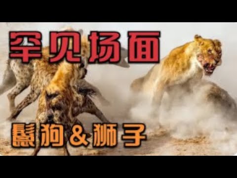 罕见的鬣狗和狮子狩猎的战斗场面，如河马，斑马，角马等 | 动物世界