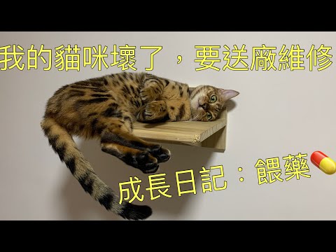 餵藥｜無工具給貓咪餵藥｜HANA的生活紀錄｜貓咪成長日記EP17