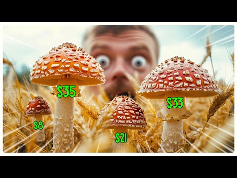 Picking Mushrooms for a Living in the Oddest Life Simulator