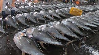 Yellowfin Tuna Cutting Skills  黃鰭鮪魚切割技能 - Taiwanese Seafood