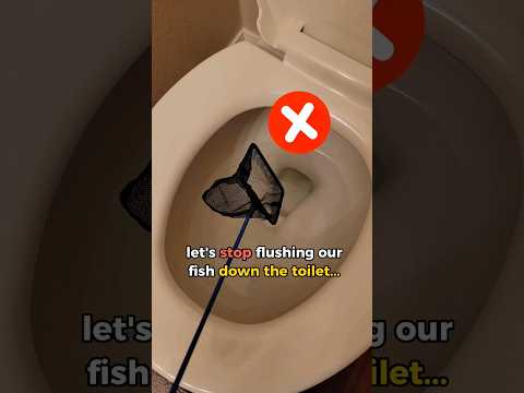 Please, No More Fish Toilets...