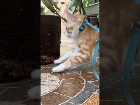 The way he jumped #funnycat #kitten