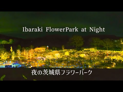 【新年初ドライブ】夜の茨城県フラワーパーク　Ibaraki FlowerPark at Night