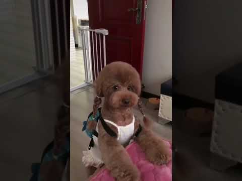 Hilarious Puppy Dance Moves – Too Cute to Handle! 🐾🤣