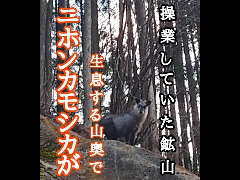 奈良県 五条 鉱山跡