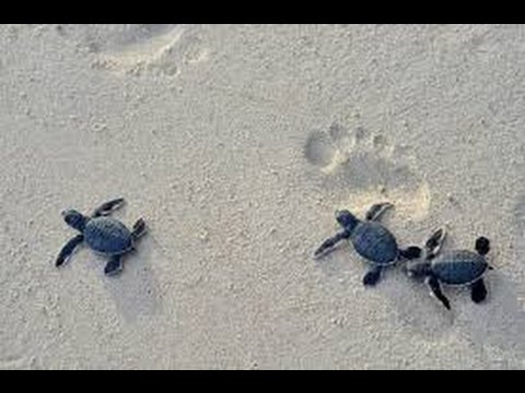 Sea Turtles Documentary HD - Extreme Ocean Animals Life Under the Sea