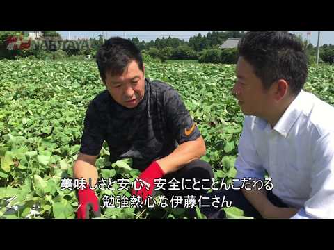 ナリタヤやさい 千葉県香取市・伊藤仁さんのサツマイモ