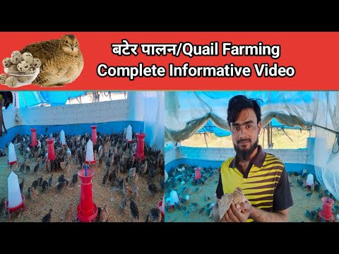 बटेर पालन की पूरी जानकारी || Quail Farming || Bater Palan Ki Puri Jankari Full Information