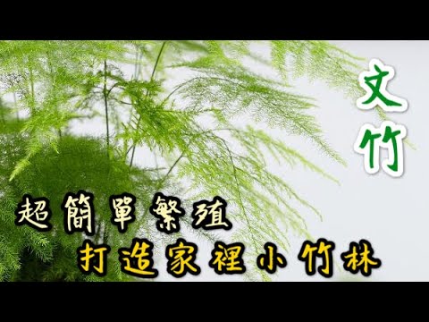 【天天小花農】文竹超簡單的繁殖方法，給自己家裡打造小竹林