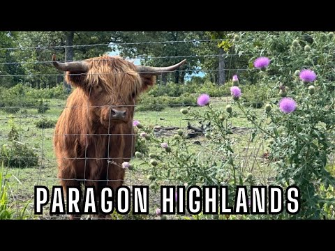 Meet the Paragon Highland Cows! Get Up & Close to Learn Their Story!