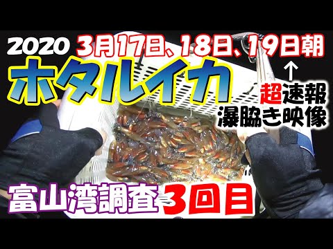 【ホタルイカ情報2020】3月連休前にプチ湧き＆超速報【爆湧き映像付き】