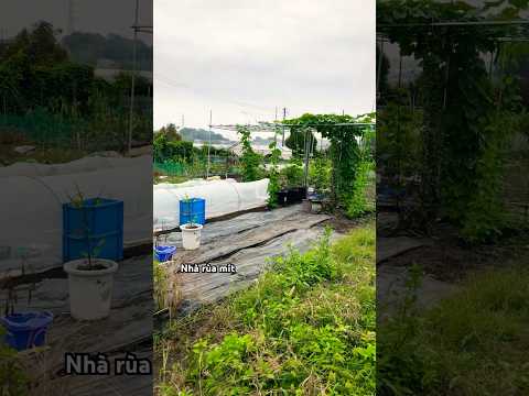 My garden ガーデン vườn rau ở Nhật _ Nha Rua Mit #nharuamit #garden #gardening