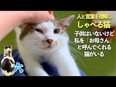 【しゃべる猫】愛猫は人と言葉を理解して会話する猫 | タワーから降りられない愛猫が可愛すぎる | [生まれ変わりの猫] 六 (Roku)