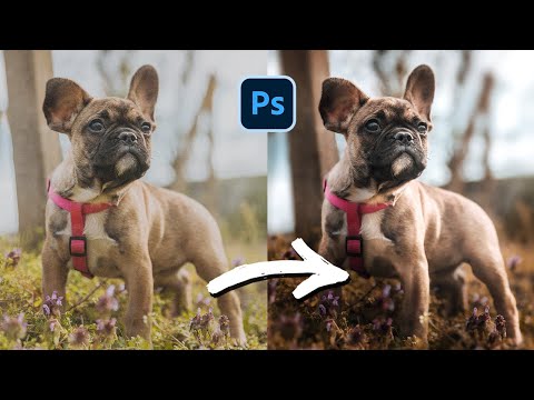 How to Photoshop Your Dog Like a Pro!