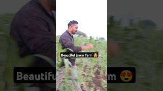 Beautiful jawar farming india || indian farm life . #shorts #trending #nature #farming