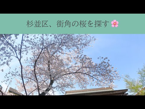 杉並区、街角の桜を探した🌸