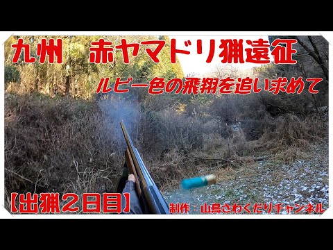 令和2年度 九州 赤ヤマドリ猟遠征 出猟２日目 Copper Pheasant Hunting with フランスブルトン