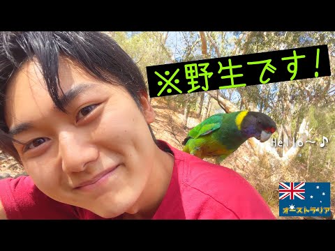 【Vlog】西オーストラリア州で最古の国立公園で〇にかけた。その後、野生のカンガルーとインコが！