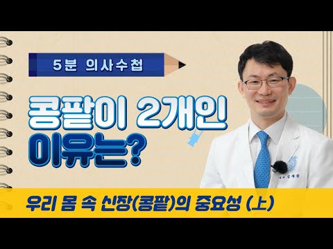 [5분 의사수첩] 콩팥이 2개인 이유는? 우리 몸 속 신장(콩팥)의 중요성(上)