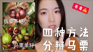 如何分辨马栗和板栗？捡到的栗子不能随便吃！四种方法分辨有毒的马栗｜无油版烤栗子做法｜一定要知道的生活小常识