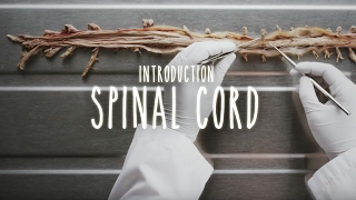 Neuroanatomy  S1 E2A: Introduction to the Spinal Cord #neuroanatomy #spinalcord #medicine