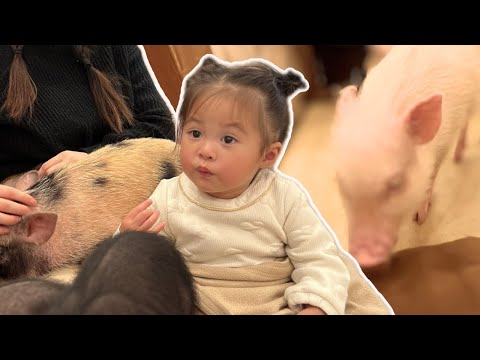 Play With Micro Pigs In Japan! | Kopino Family On The Move