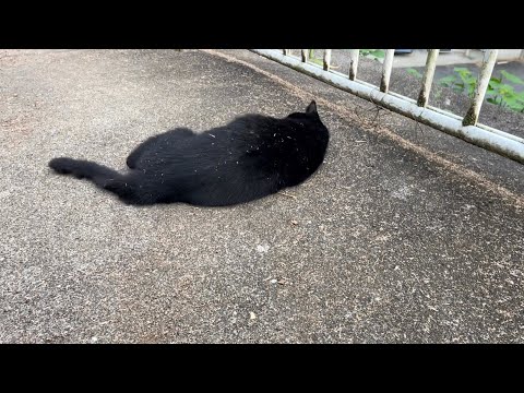 坂道で追いかけてくる黒ねこちゃん　No.７６６　２０２４年　９月３０日　１５：００　のくろねこちゃん　black cat