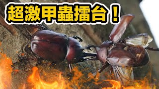 霸王級甲蟲獨角仙生存打鬥live秀！飼養 繁殖 最詳細的自然生態觀察課！