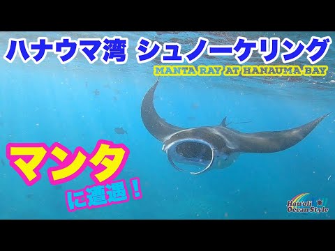 【ハワイのアクティビティ】ハナウマ湾でマンタとシュノーケリング！Snorkeling with Manta Ray at Hanauma Bay 4K